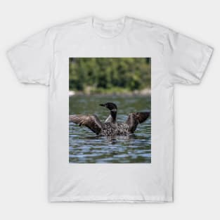 Common Loon Wing Spread T-Shirt